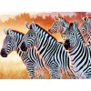 Zebras DIY Diamond Painting Kit