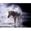 Zebra Standing in the Water