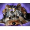 Yorkshire Terrier - Pant by Diamonds