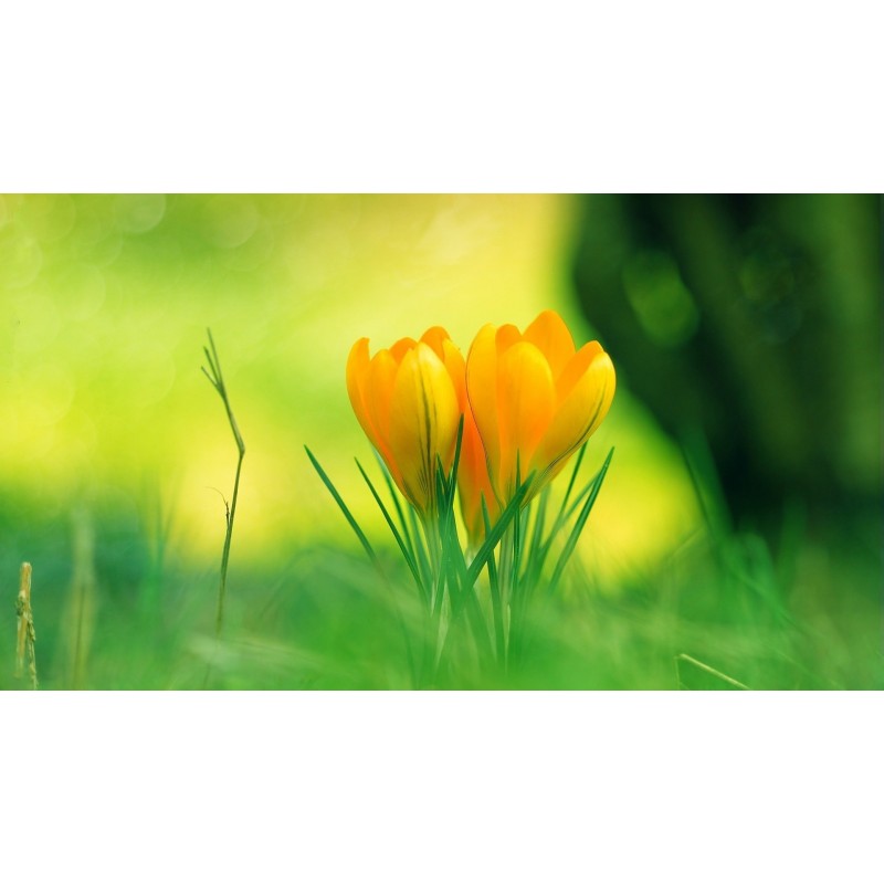 Yellow Tulips in the...