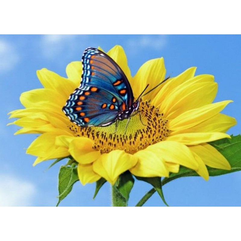 Yellow Sunflower &am...