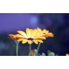 Yellow Gerbera Flower Close up