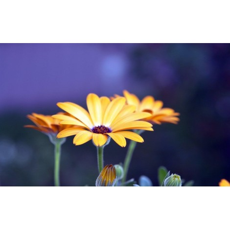 Yellow Gerbera Flower Close up