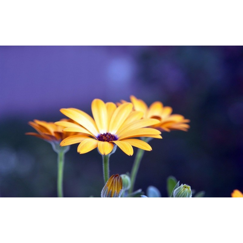 Yellow Gerbera Flowe...