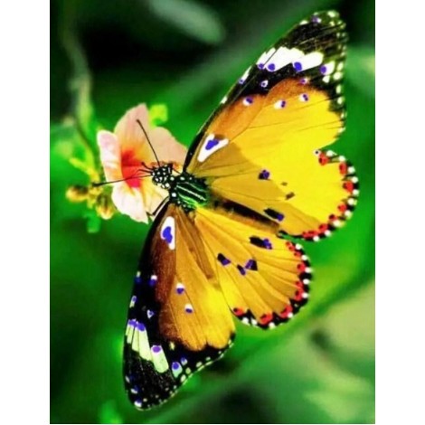 Yellow Butterfly