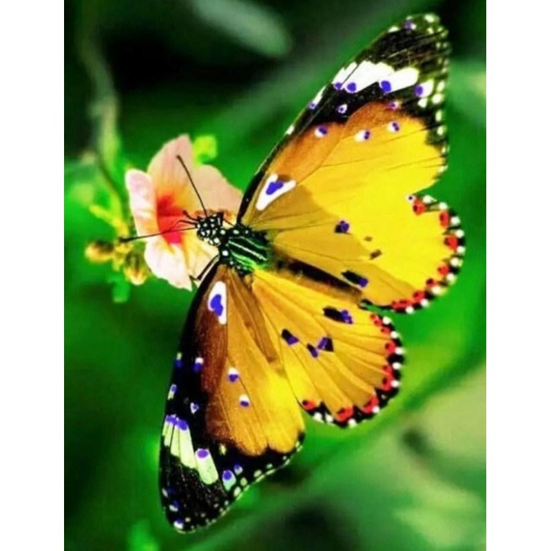 Yellow Butterfly