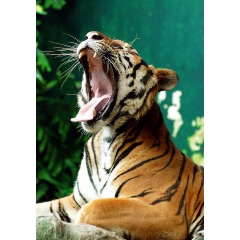 Yawning Tiger - Diam...
