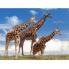 Yellow & Brown Giraffes