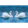 Swans Making Heart Shape in River