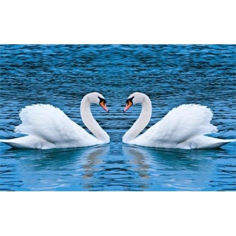 Swans Making Heart Shape in River