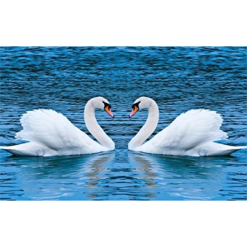 Swans Making Heart S...
