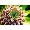 Tropical Pineapple Art DIY Painting