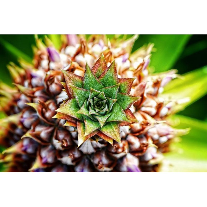 Tropical Pineapple A...
