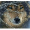 Wolf in the Winter