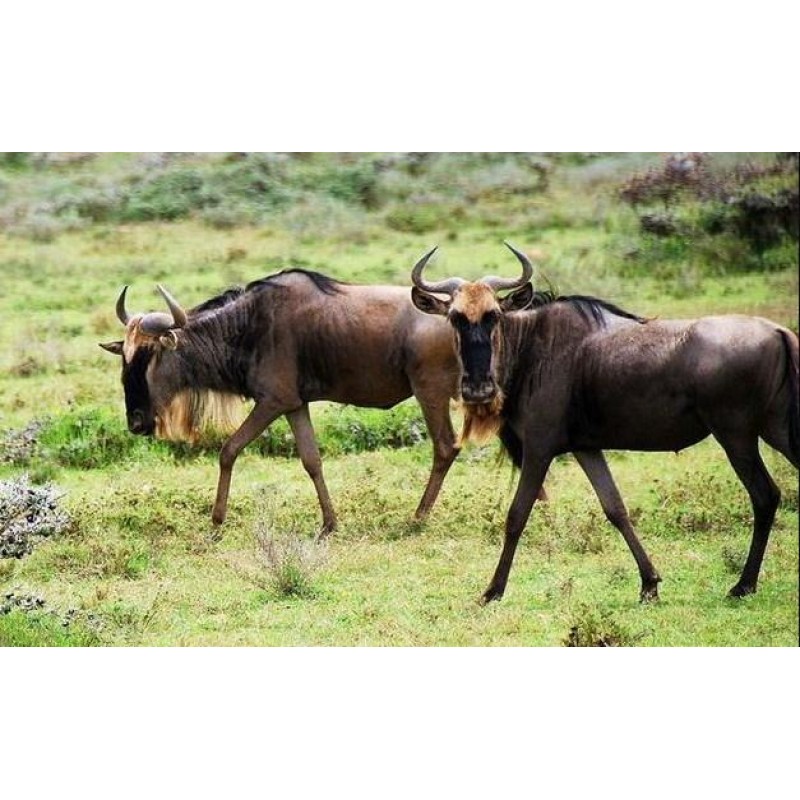 Wildebeest - Diamond...