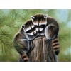 Wild Raccoons - Diamond Painting Kit