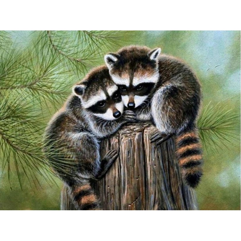 Wild Raccoons - Diam...