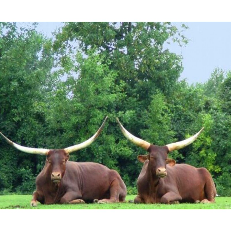 Wild Buffalo Pair