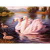 Swan Family in the Lake
