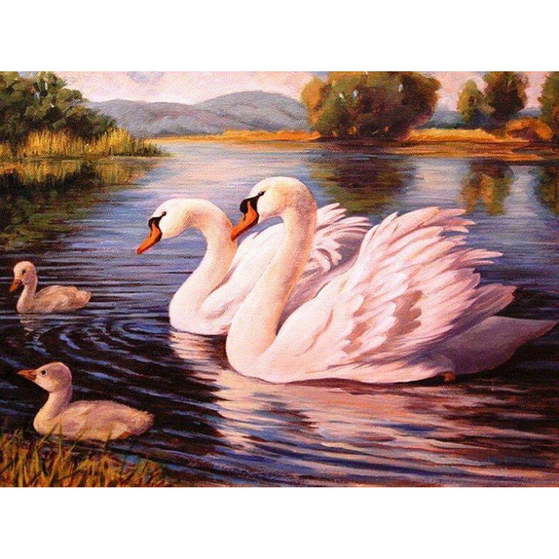 Swan Family in the L...