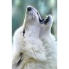 White Wolf Howling Diamond Painting Kit
