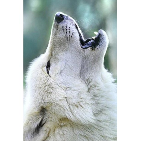 White Wolf Howling Diamond Painting Kit