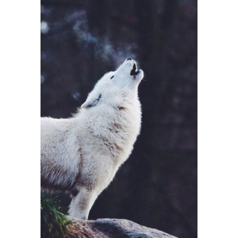 White Wolf - Paint by Diamonds
