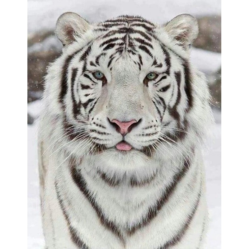 White Tiger in Snow