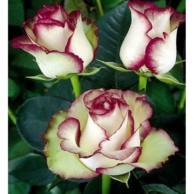 White Roses with Red...