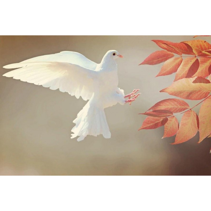 White Pigeon & A...