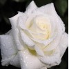 White Rose with Dew Drops