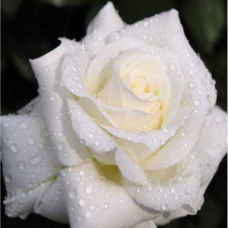 White Rose with Dew ...