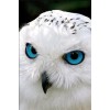 White Owl with Blue Eyes