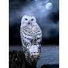 White Owl Gazing at Night