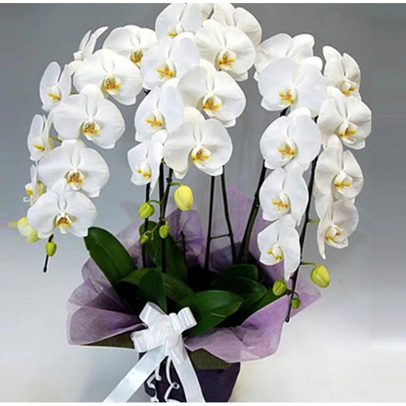 White Orchids Diamon...