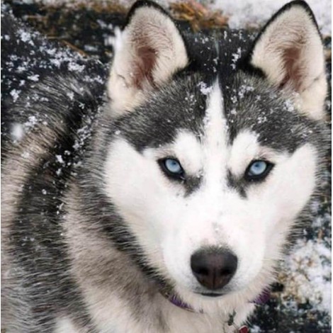 Snow Wolf Diamond Painting Kit