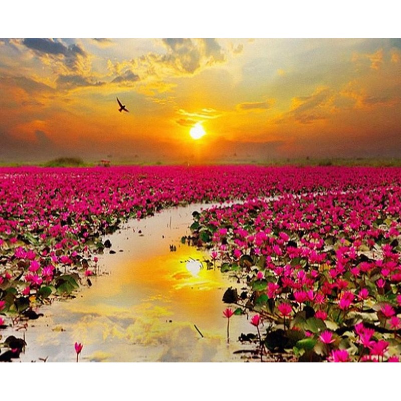 Sunset & Flower ...