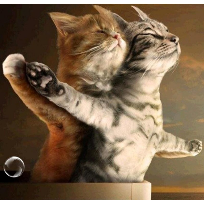 Romantic Cat Couple