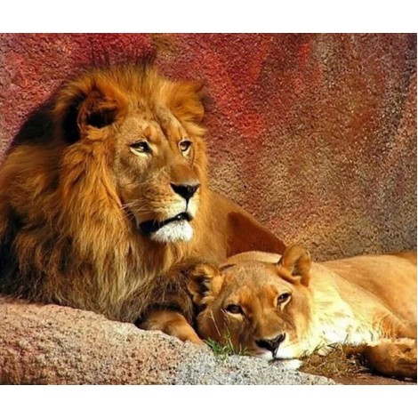 Lion & Lioness Painting Kit