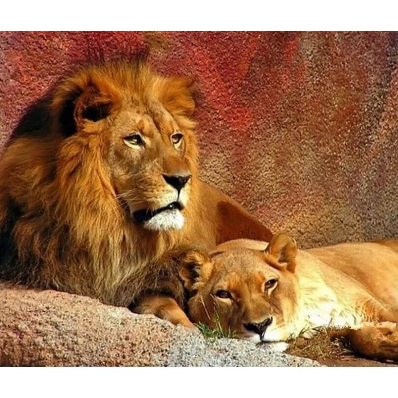 Lion & Lioness P...