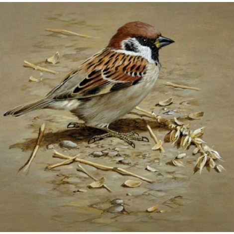 Sparrow DIY Painting Kit