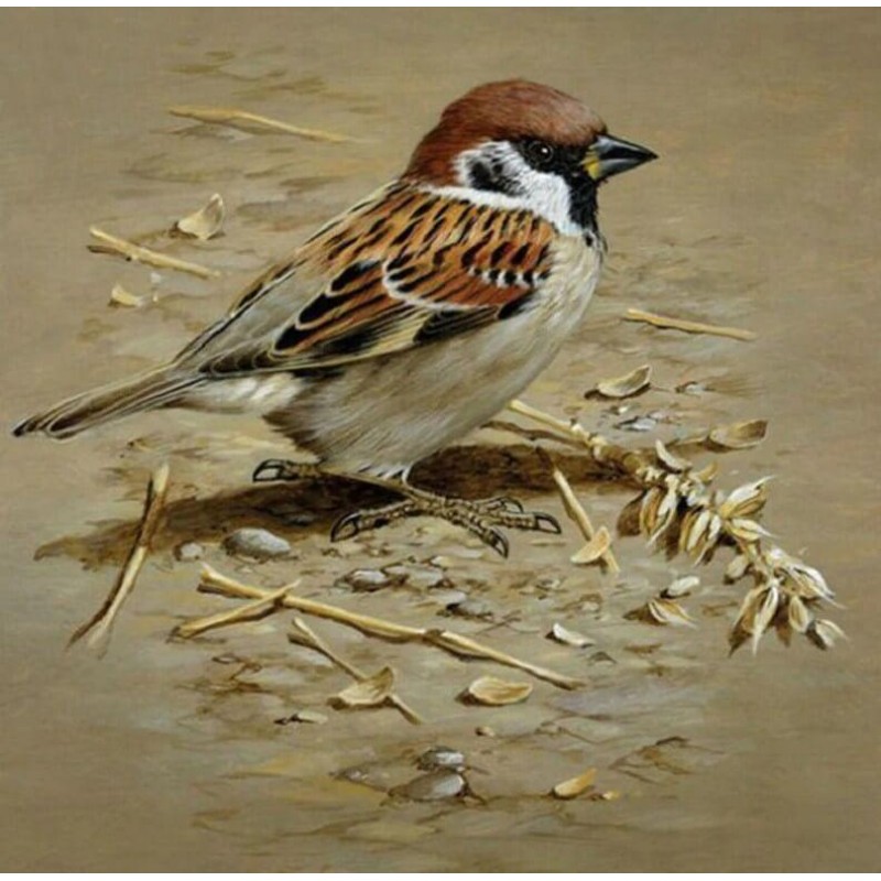 Sparrow DIY Painting...