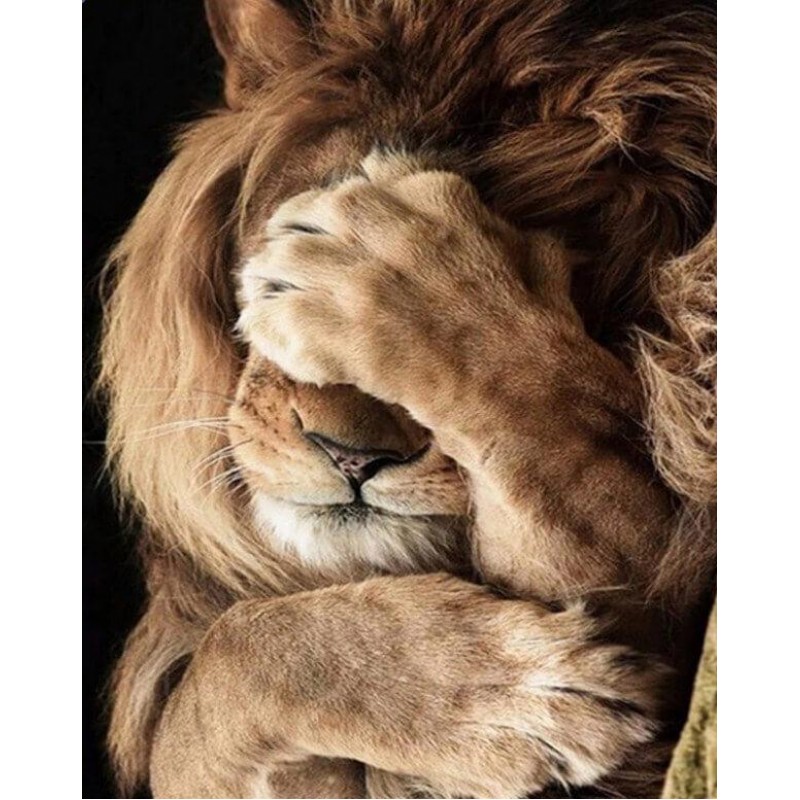 Shy Lion Diamond Pai...