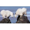 White Mountain Goats