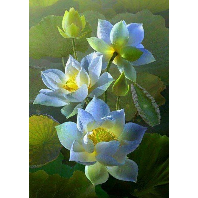 White Lotus Flowers ...