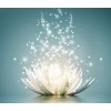White Lotus Art