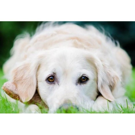 White Golden Retriever Puppy