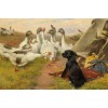 White Geese & Black Dog
