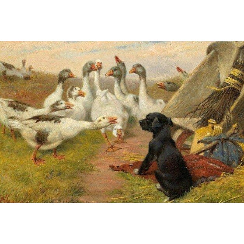 White Geese & Bl...