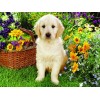 White Dog sitting in Flowers